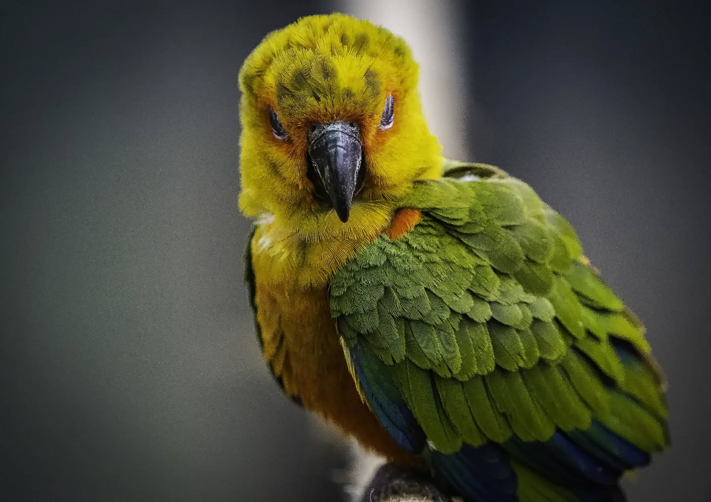 •