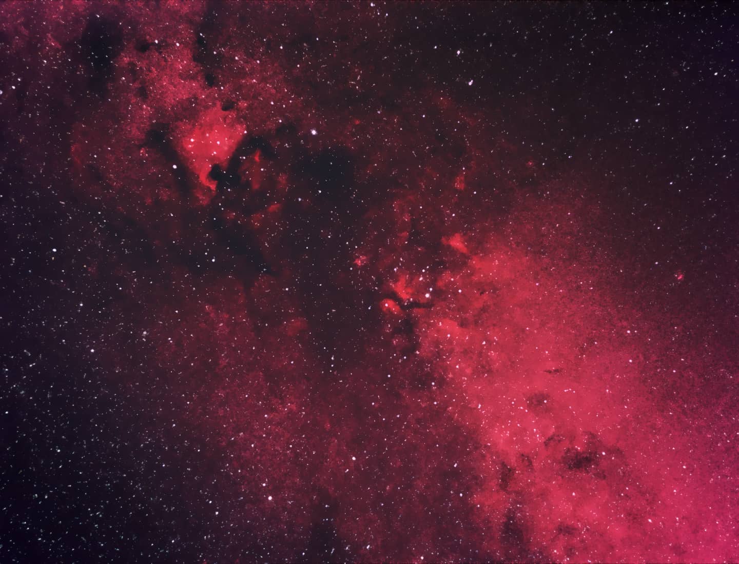 *Cygnus*